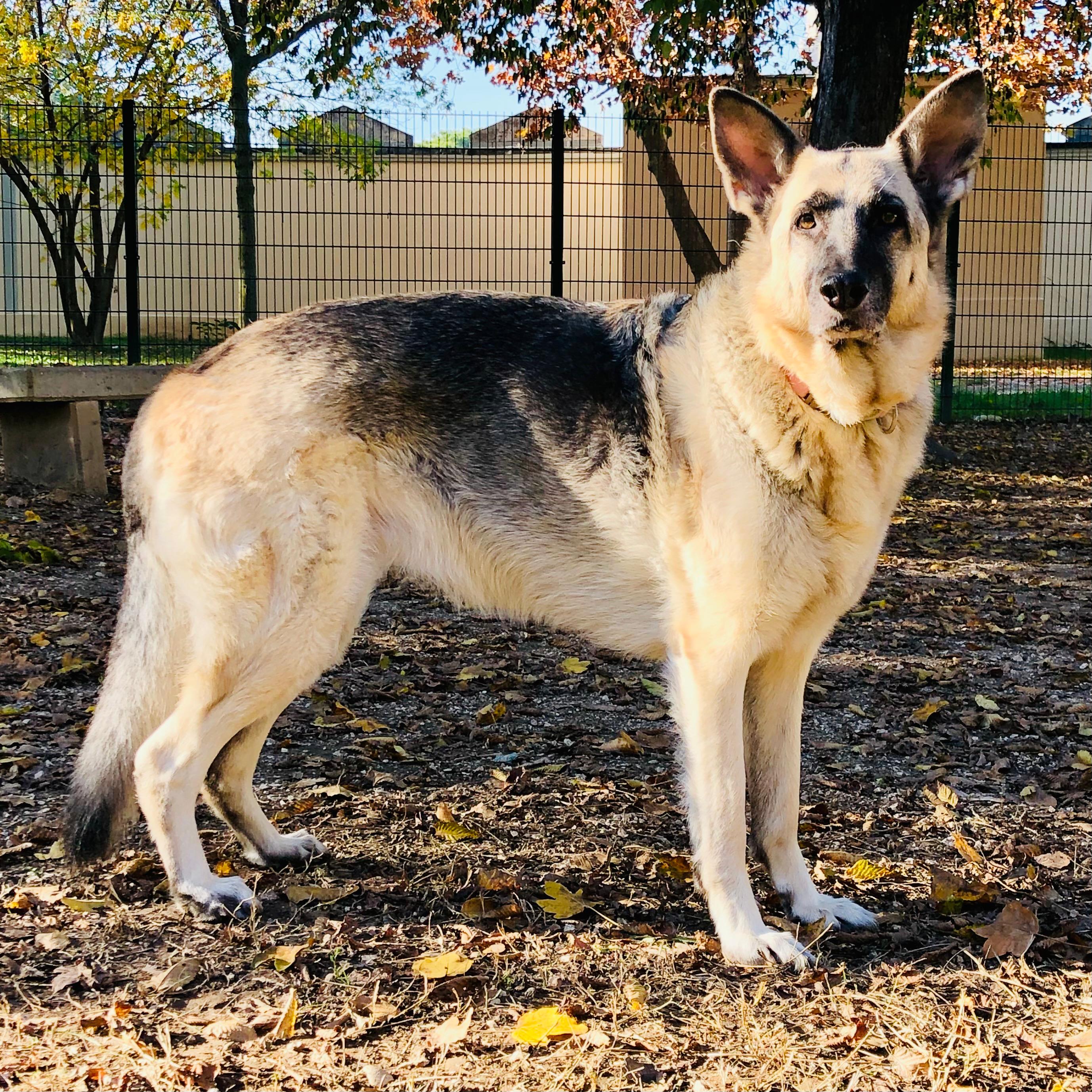 Maya
