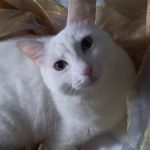 Mune