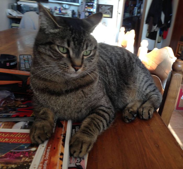 ricordo della mia gatta