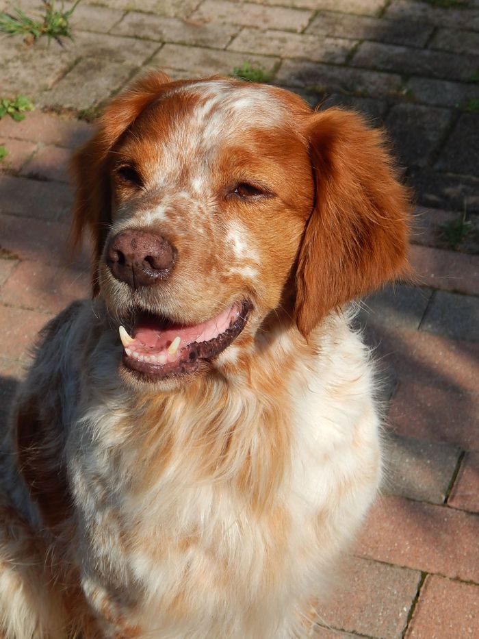 Tobia
