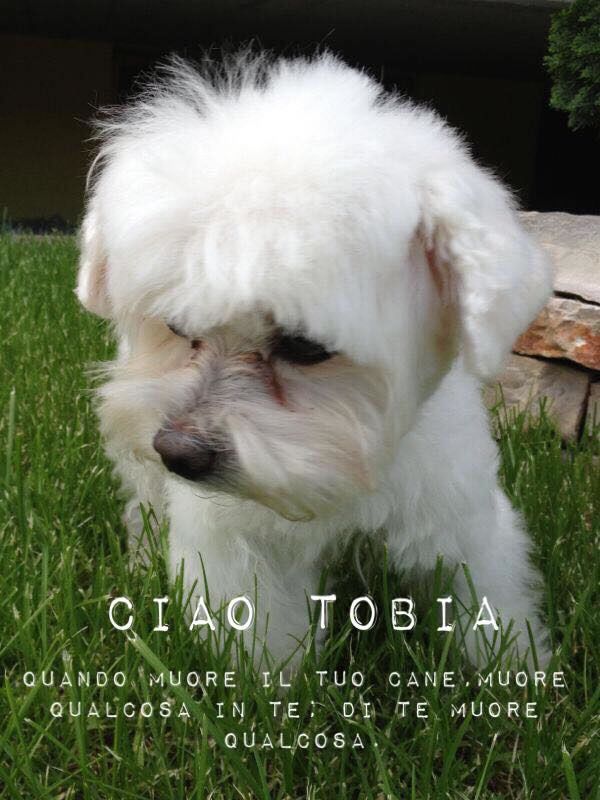 TOBIA