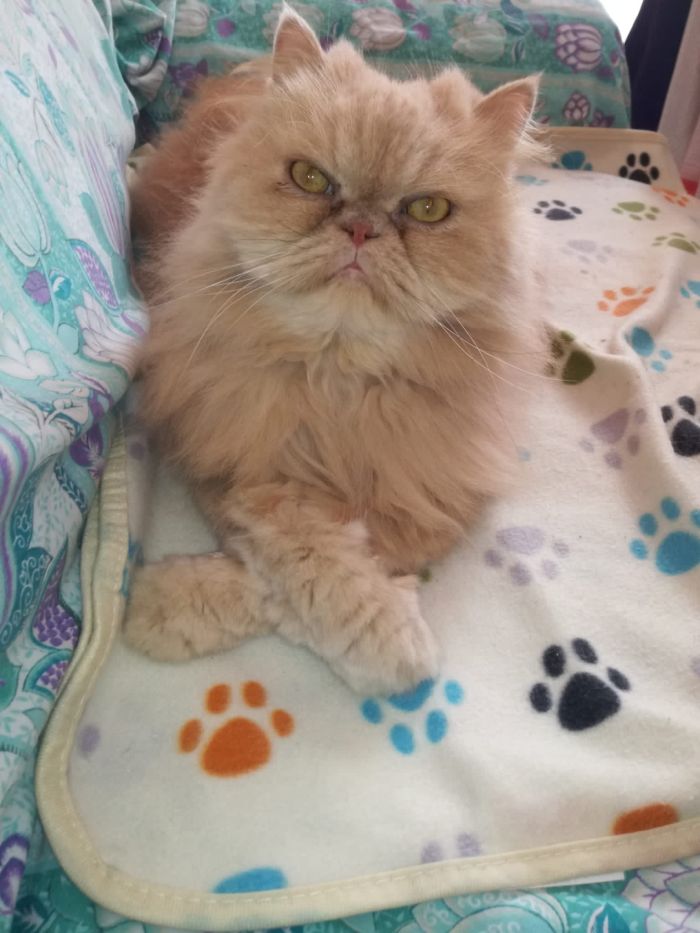 Teo