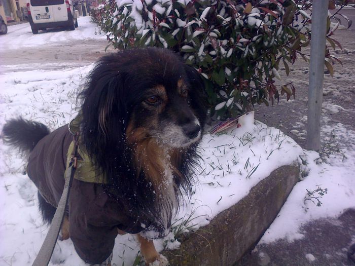 dedica del mio amico a 4 zampe