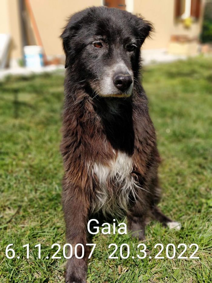 Gaia