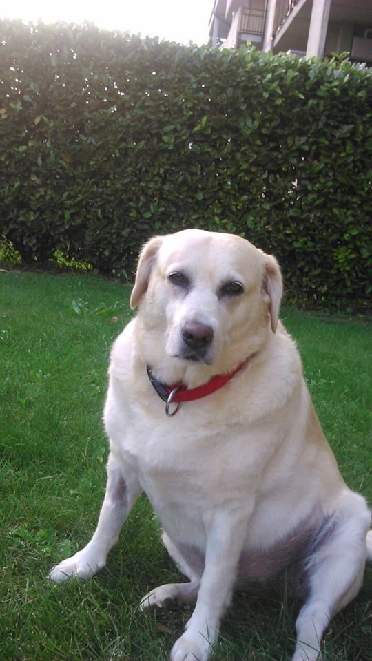 AMORE (Labrador retriever)