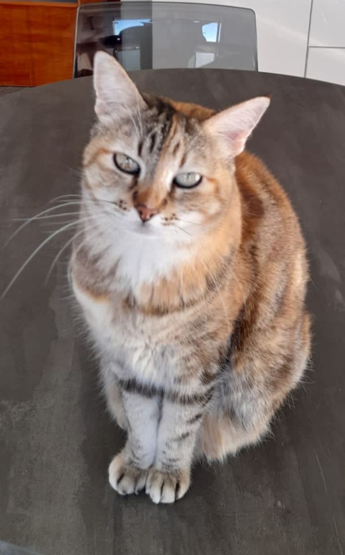 Duchessa