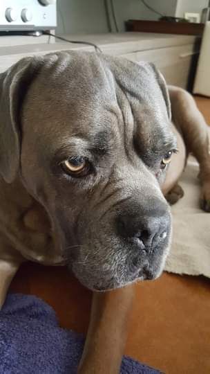 Vanille