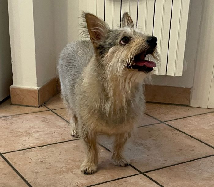 Chicca