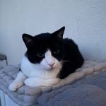 Ettore