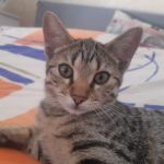 Cloe
