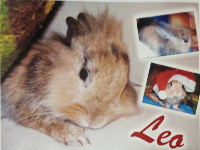 Leo