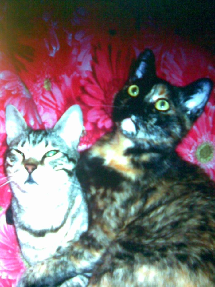 MILLY & TRILLY
