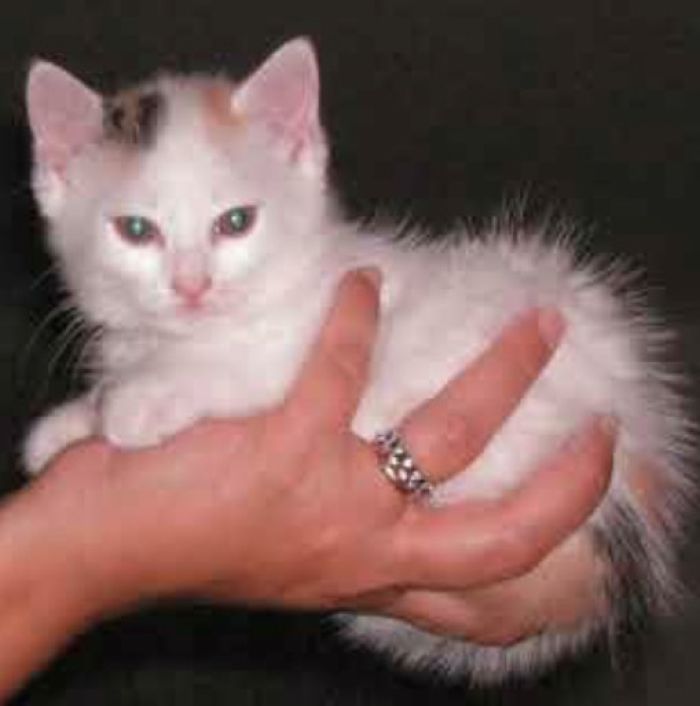 Milù