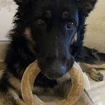 Stella