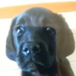 Arlo