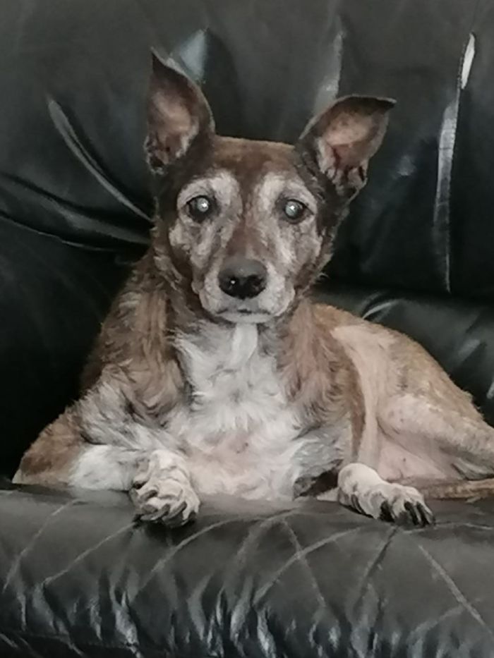 Chicca
