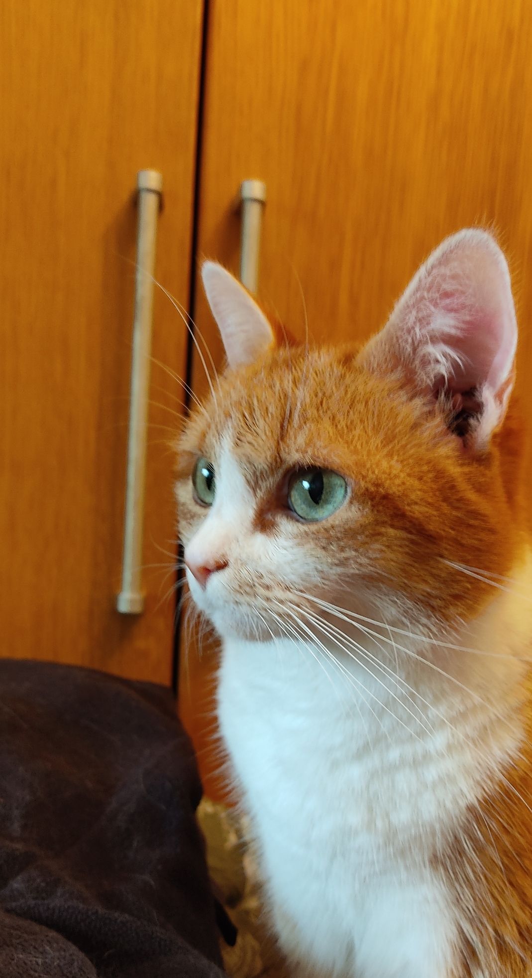 Ginger