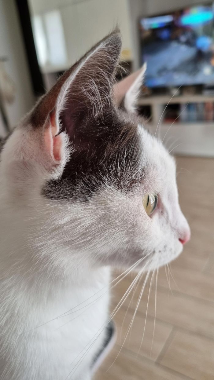 Saetta
