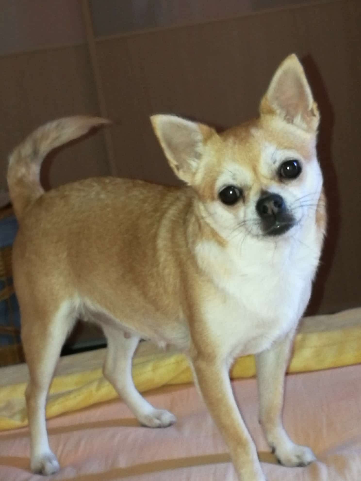 Maya