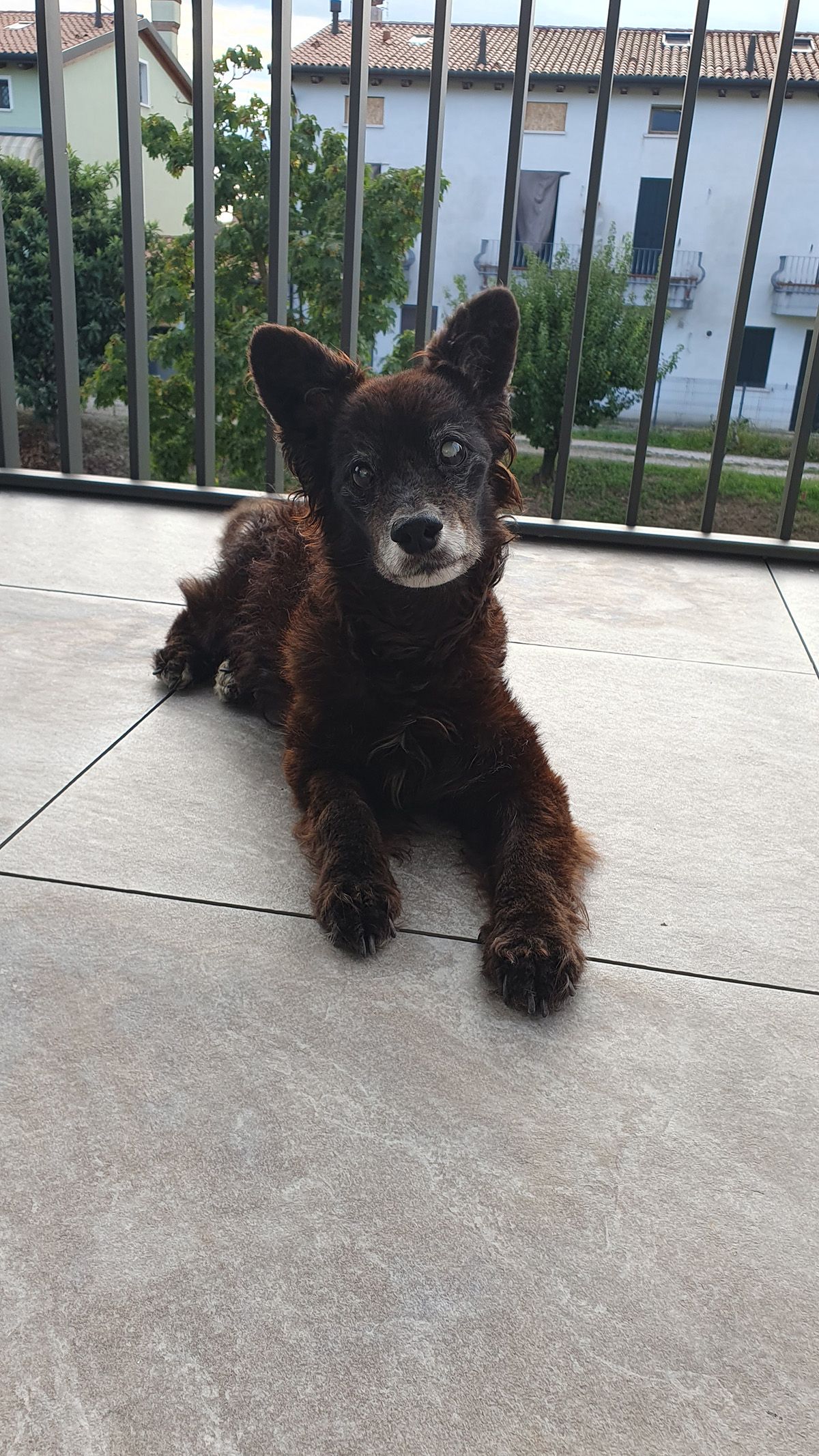 Pedro