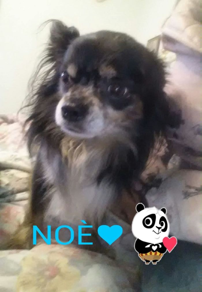 Noè