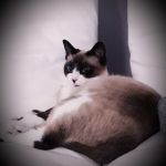 Matilde