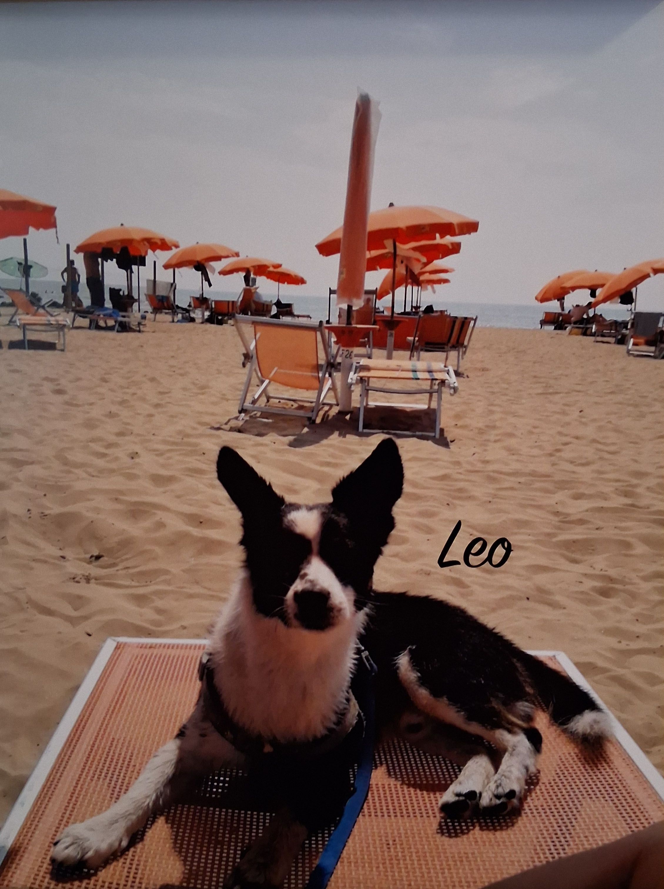 Leo