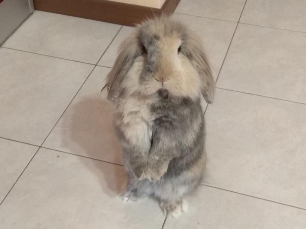 Ciuffo