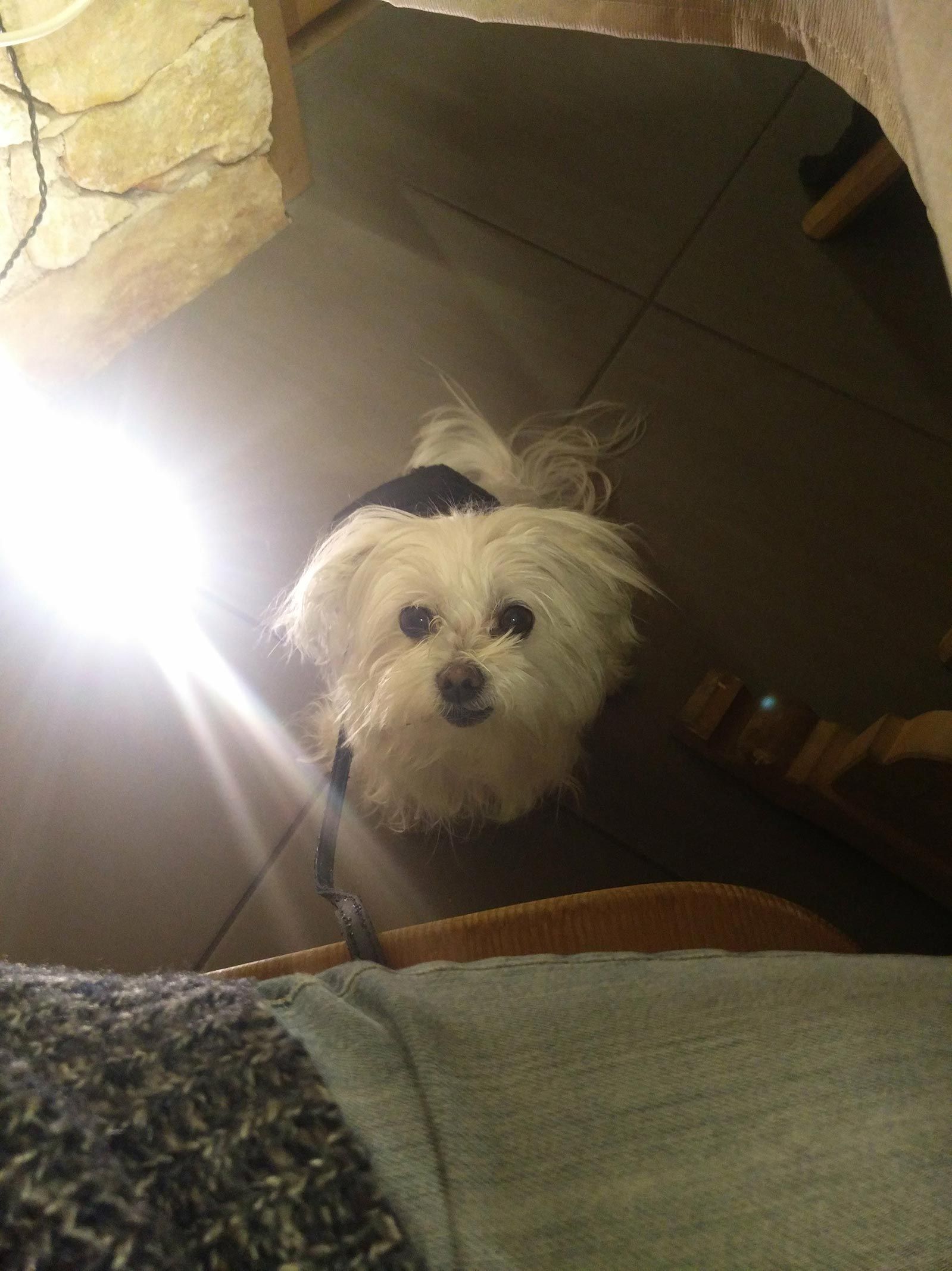 Stella