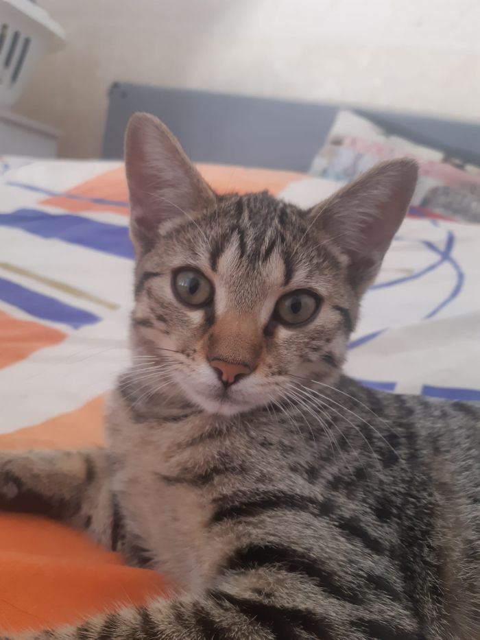 Cloe