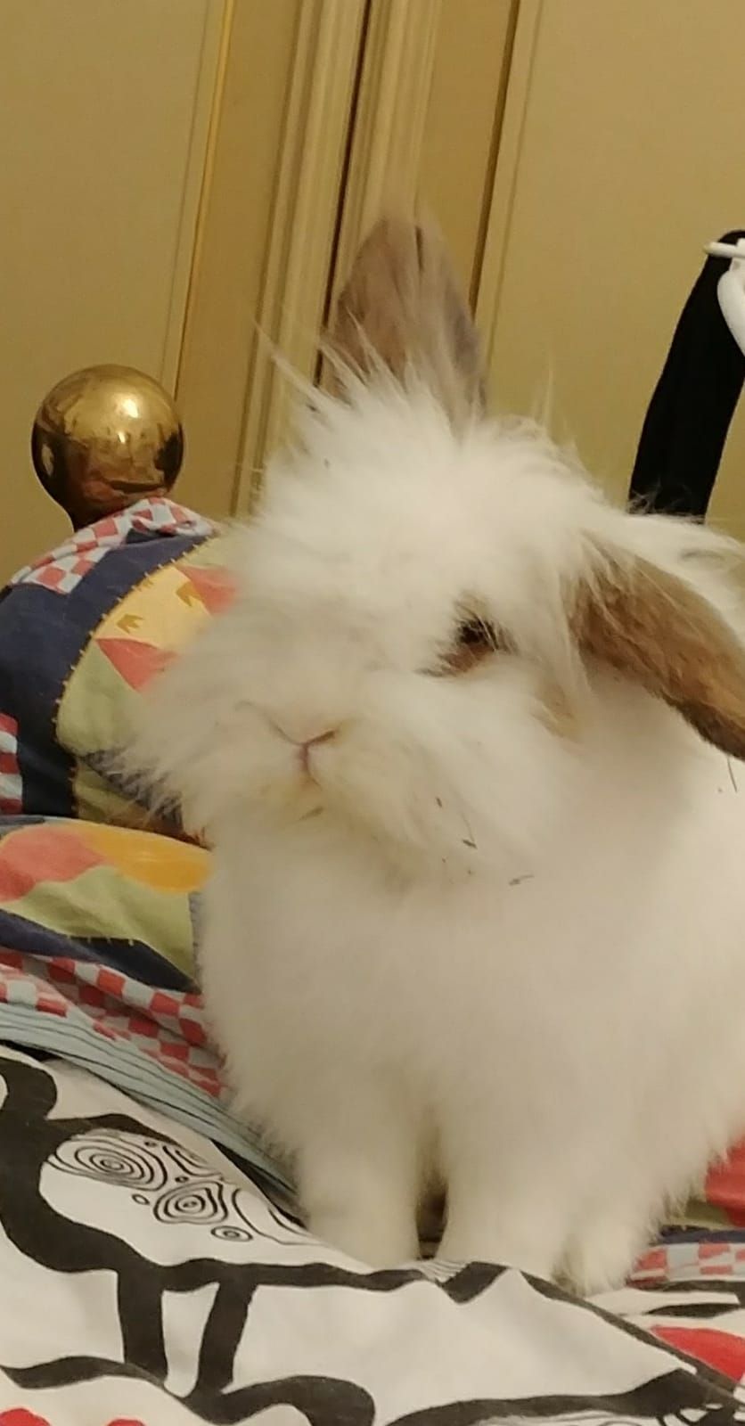 Bernardo