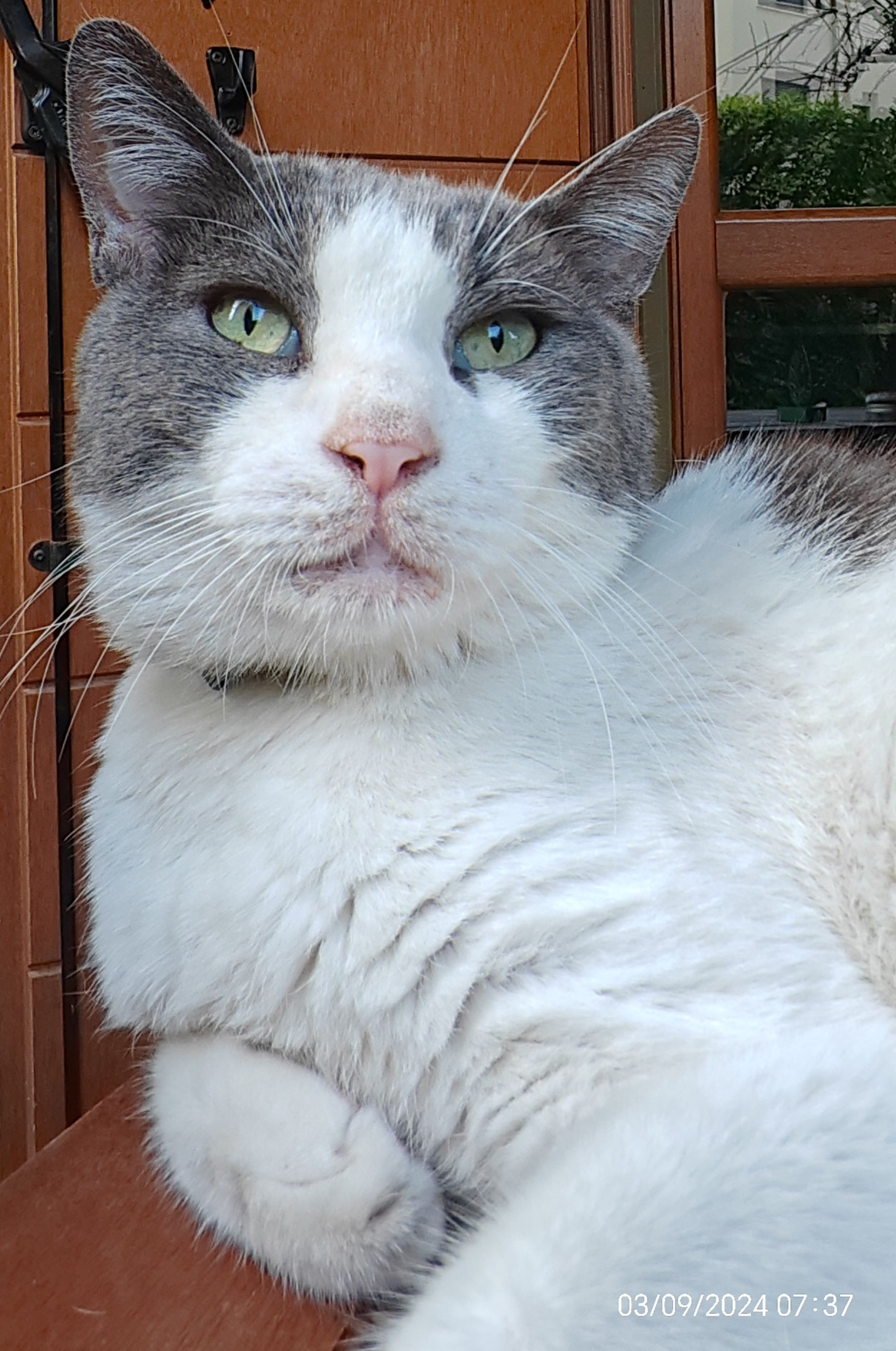 Paolino