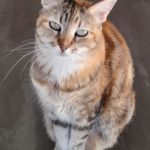 Duchessa