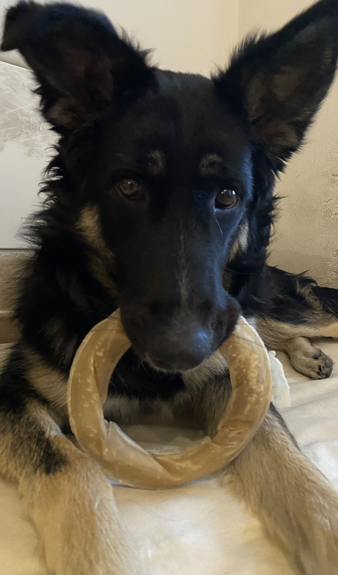 Stella