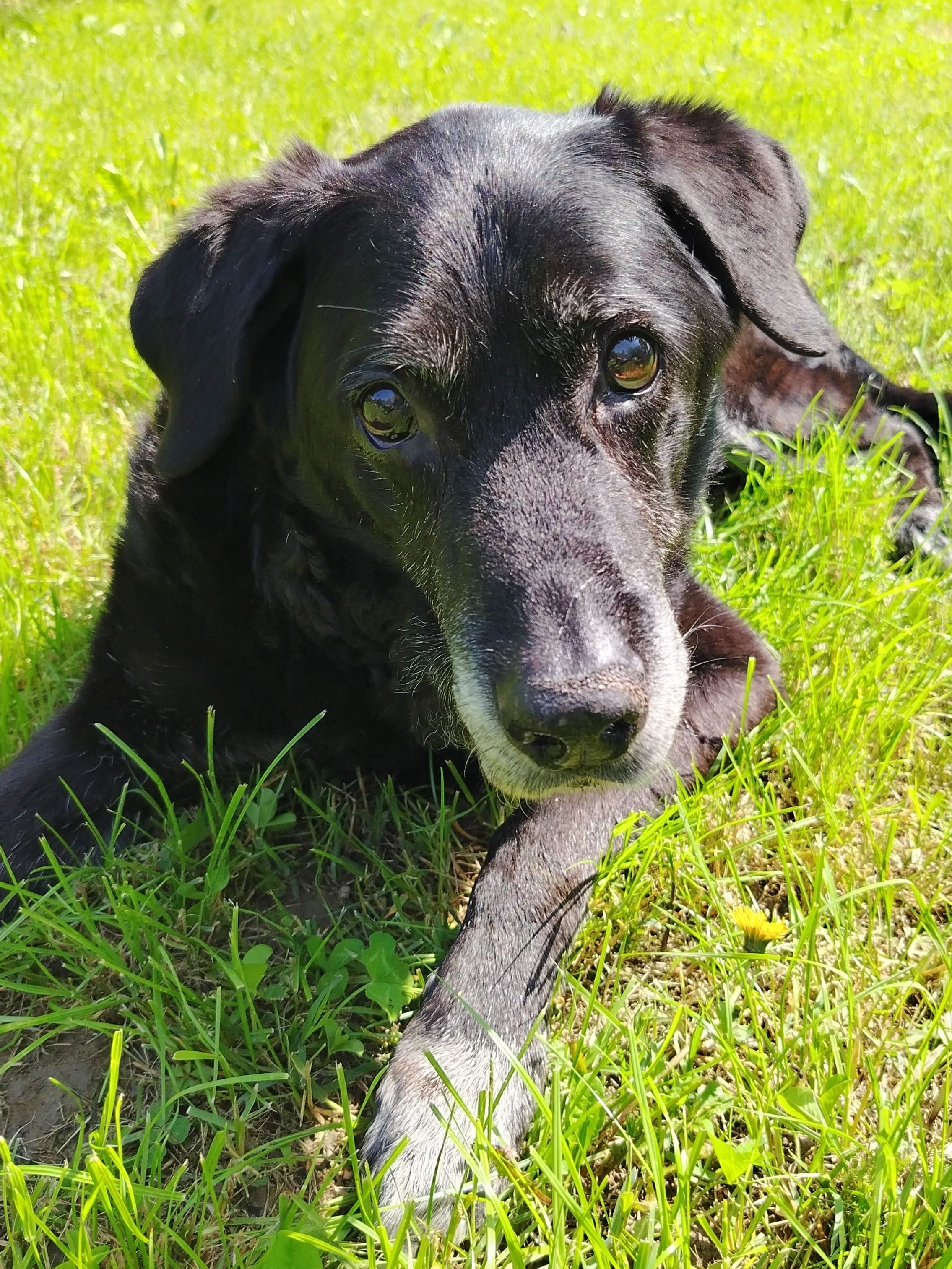 Marley