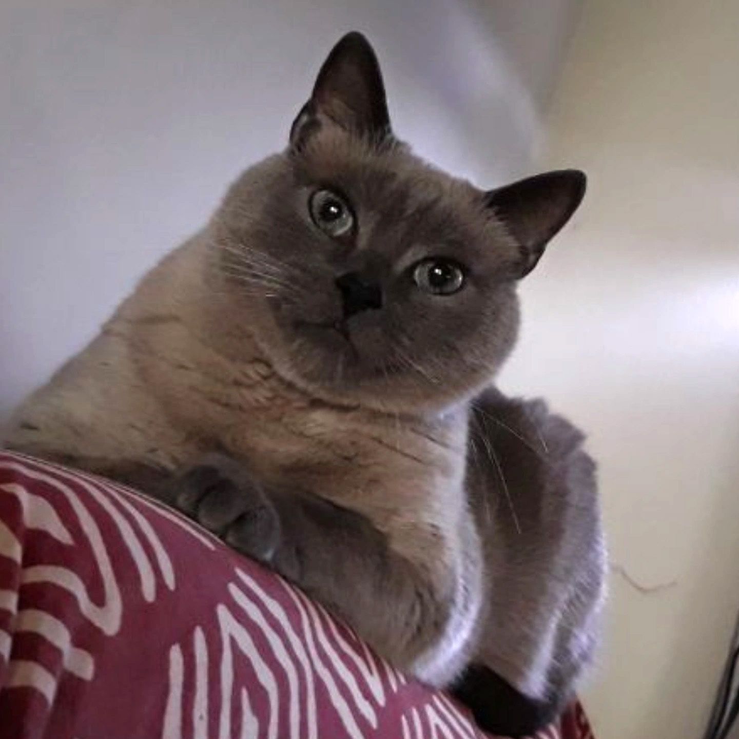 Thor miagolino