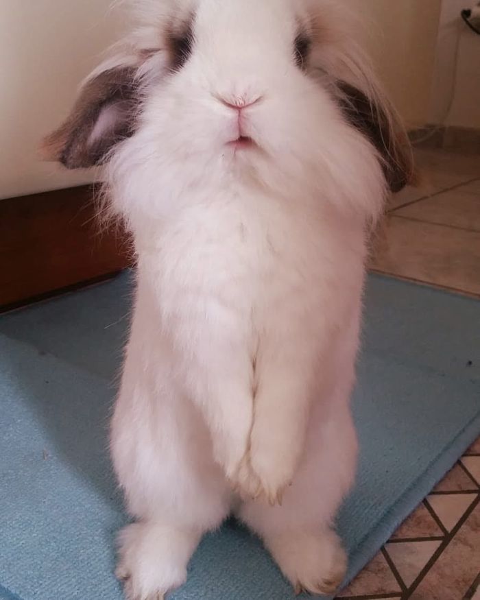 Giulio
