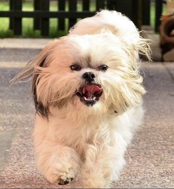 Milo