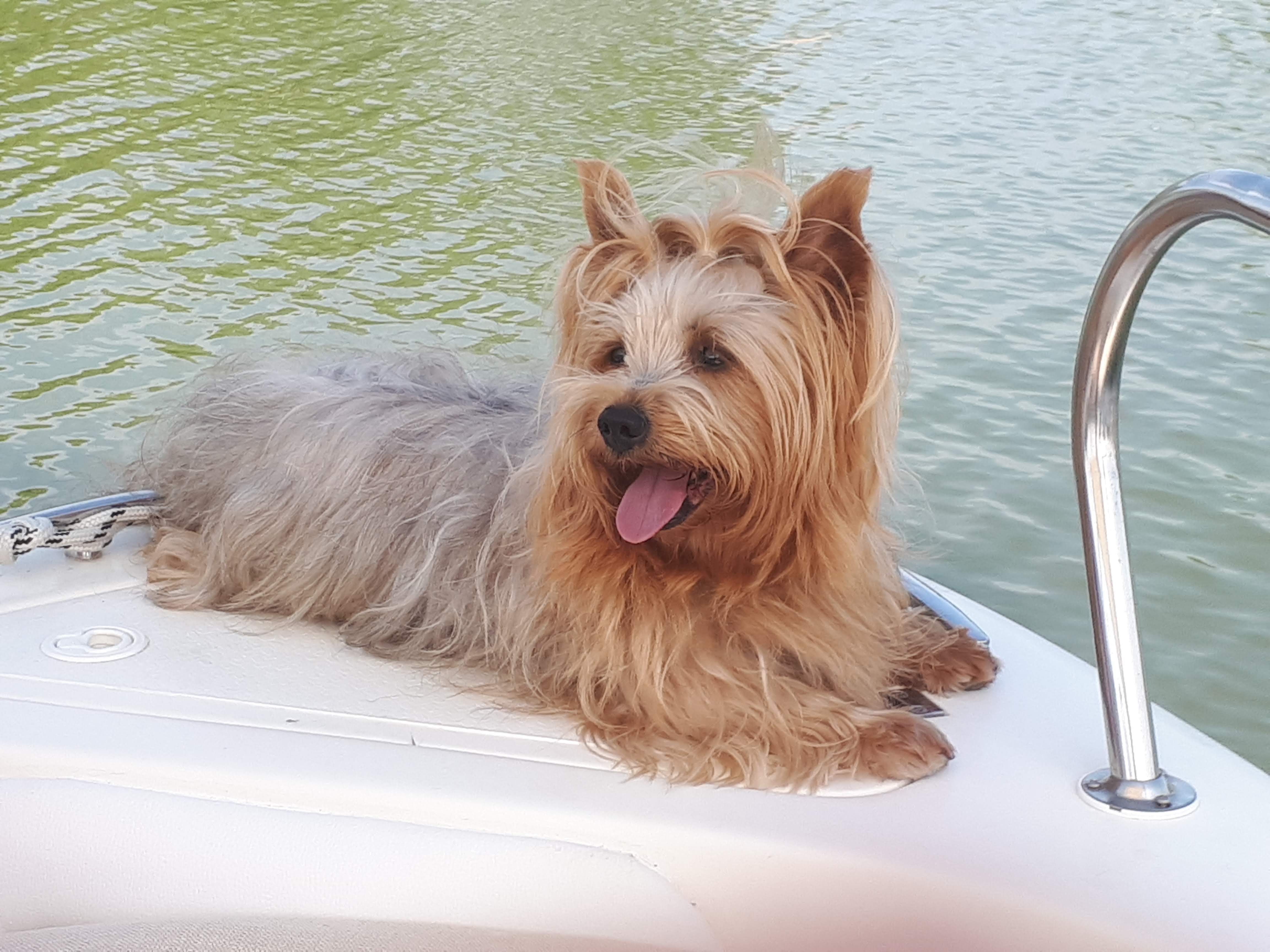 Teddy