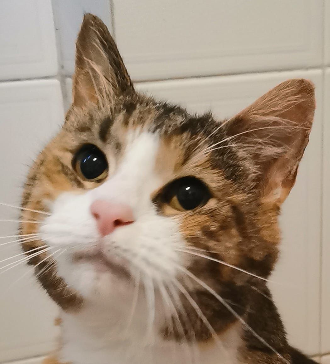 Lilla