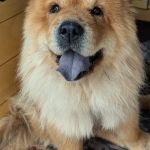Ginger