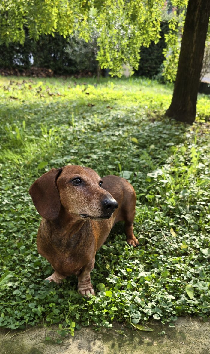 Ettore