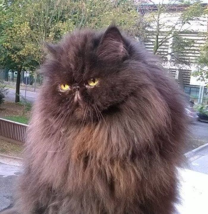 Pilù