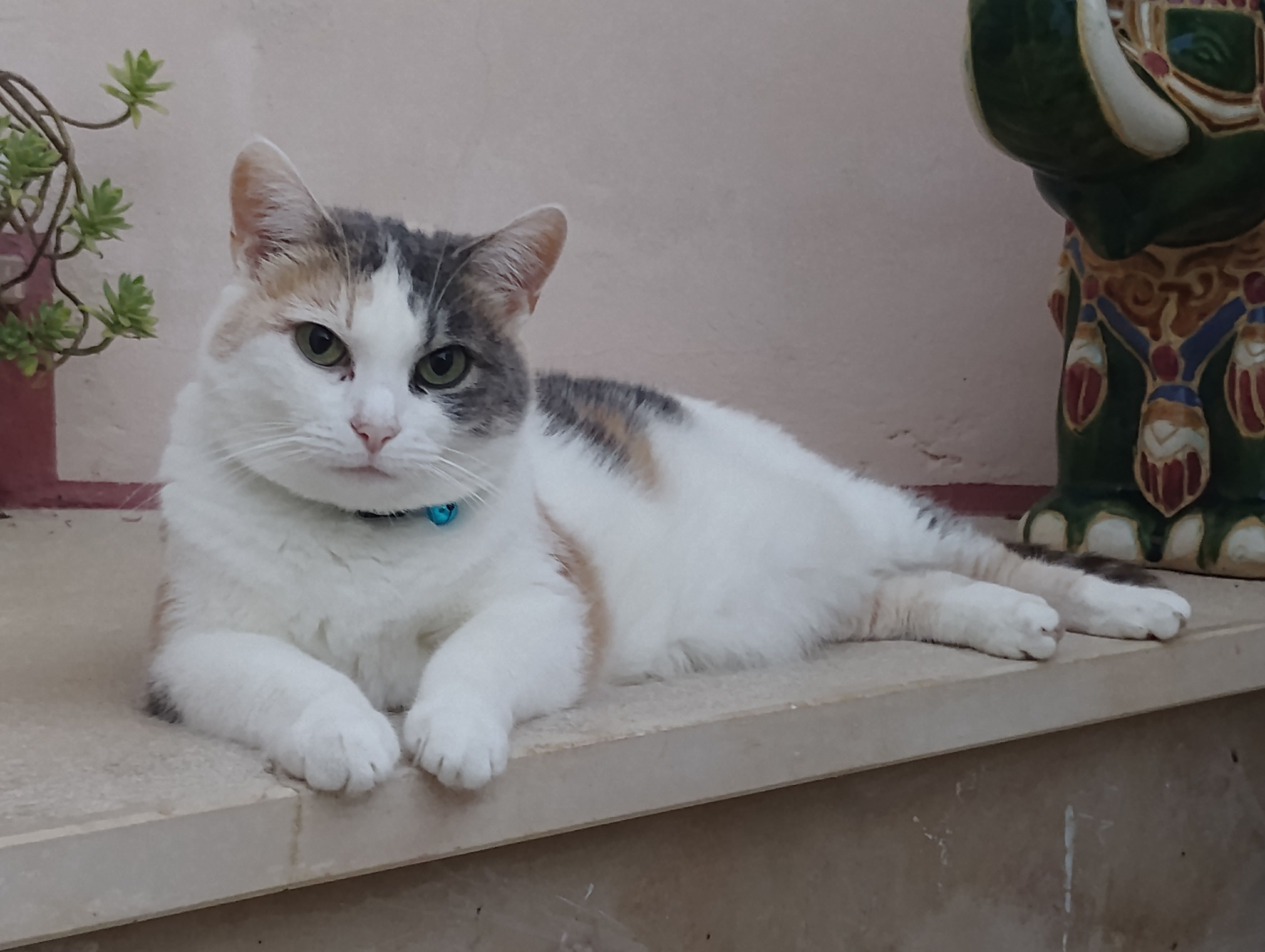 Cleo
