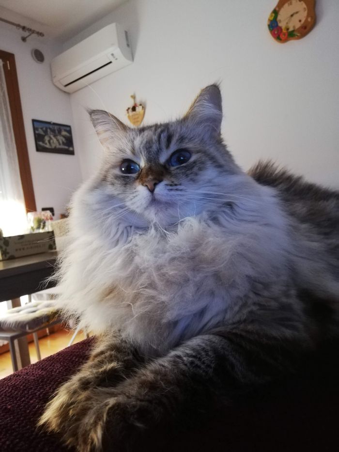 Lilly