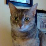 Perla