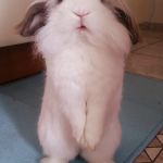 Giulio