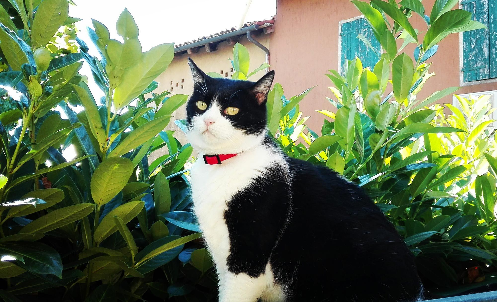 Francesca