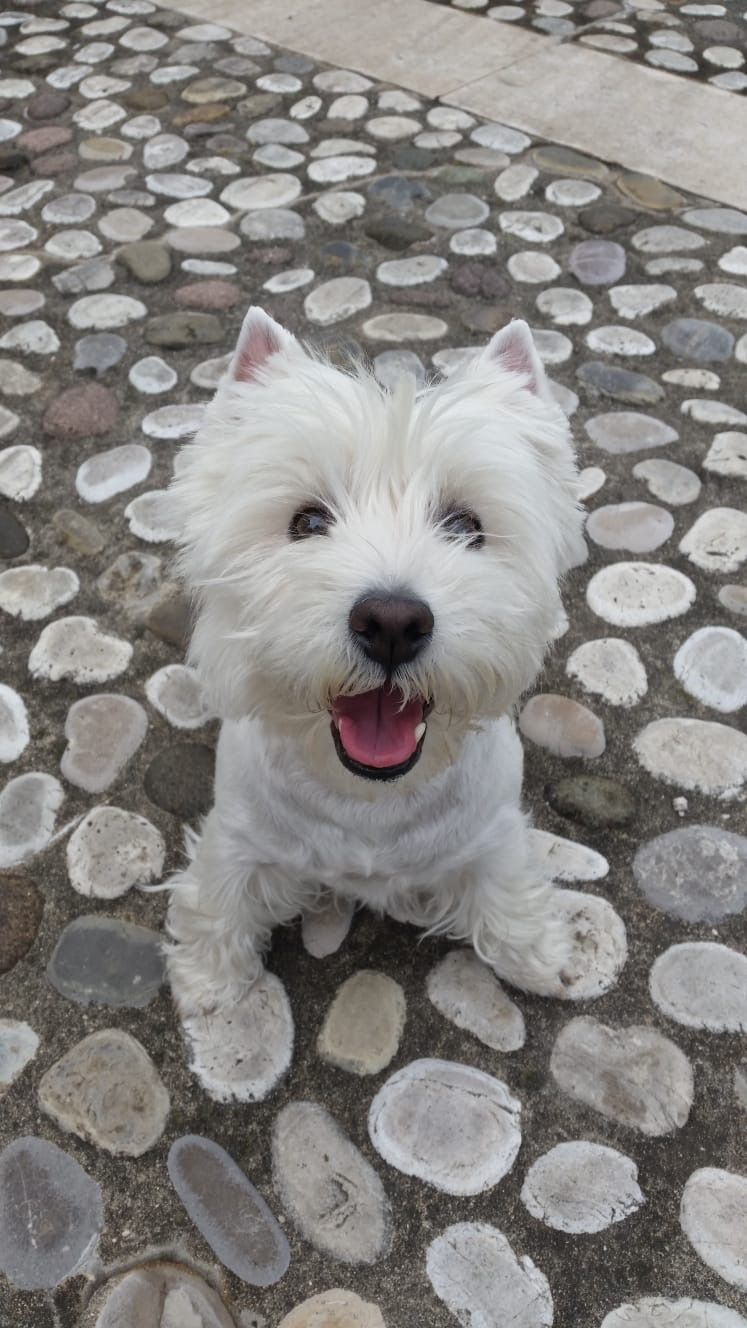 Holly