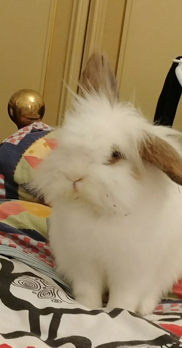 Bernardo